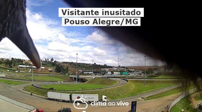 Visitante inusitado aparece na câmera de Pouso Alegre/MG - 26/10/21